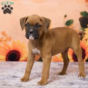 Ranger, Boxer Puppy